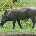 P1020717-warthog