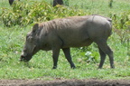 P1020717-warthog