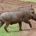 P1020756-warthog