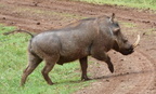 P1020756-warthog
