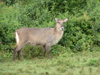P1020759-waterbuck