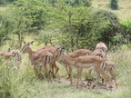 P1020815-impalas