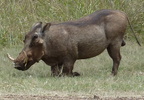 P1020822-warthog