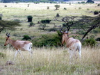 P1020828-twohartebeasts