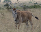 P1020833-eland