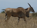 P1020840-eland