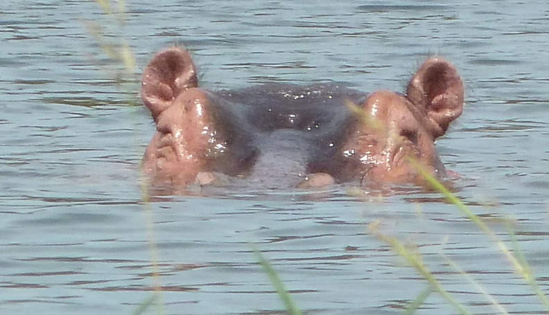 P1020199-onehippo.jpg