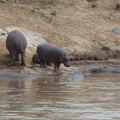 P1020462-hippofamily