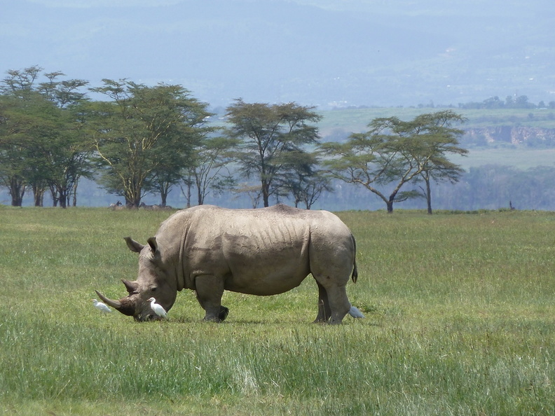 P1020735-blackrhino