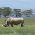 P1020735-blackrhino