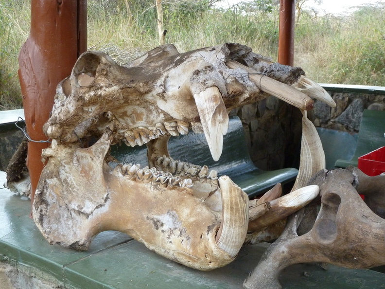 P1020861-bones.jpg