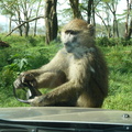 P1020499-monkeyonthecar