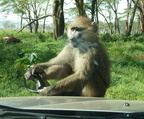 P1020499-monkeyonthecar