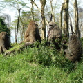 P1020513-baboons