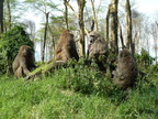 P1020513-baboons