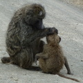P1020596-baboonandbaby