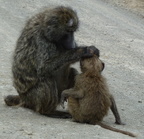 P1020596-baboonandbaby