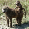 P1020657-baboonandbaby
