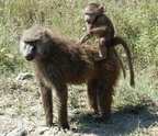 P1020657-baboonandbaby