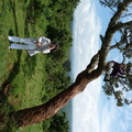 P1020775-trees.jpg