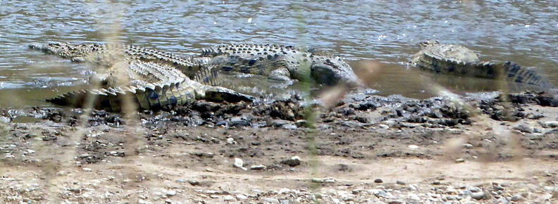 P1020271-fourcrocodiles.jpg