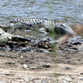 P1020271-fourcrocodiles