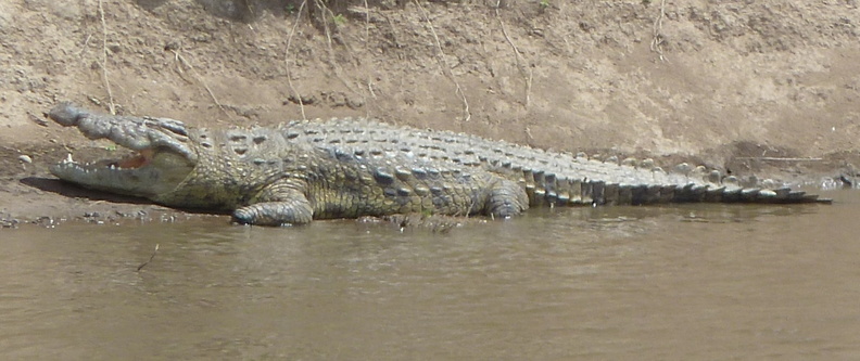 P1020273-onecrocodile.jpg