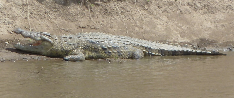 P1020273-onecrocodile