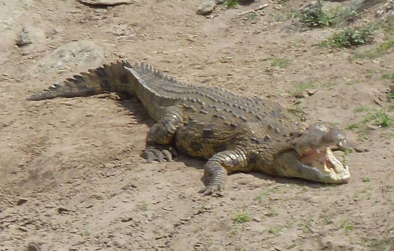 P1020275-onecrocodile.jpg