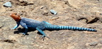 P1020708-lizzard