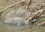 P1020852-turtles