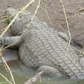 P1020855-crocodile