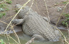 P1020855-crocodile