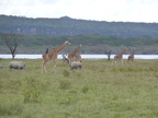 P1020557-giraffesandrhinos