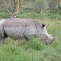 P1020601-whiterhino