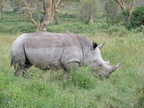 rhinos