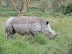 rhinos