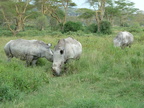 P1020603-threewhiterhinos