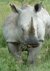 P1020605-whiterhino