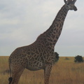SAM 2206