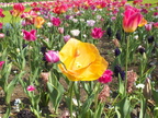 spring