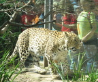 leopard