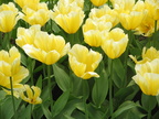 yelow