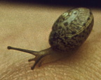 snail
