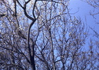 spring tree