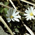 Romashki