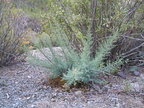 bush1