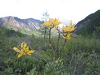 flower1
