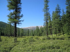 forest1