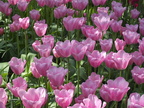 Keukenhof